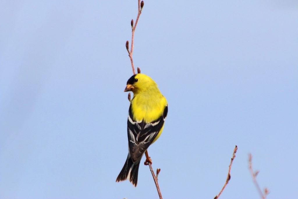 American Goldfinch by shutterbusterbob is licensed under CC BY-NC-SA 2.0